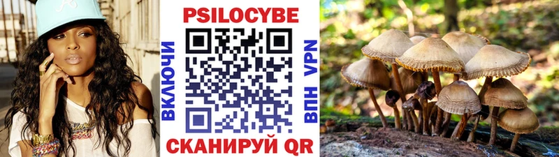 Псилоцибиновые грибы Cubensis  Купить закладки  Мосальск 